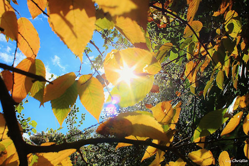 sun and leaves